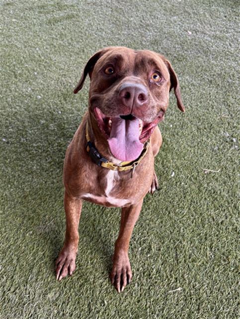 KOBE, Adoptable, Adult Male American Bulldog.