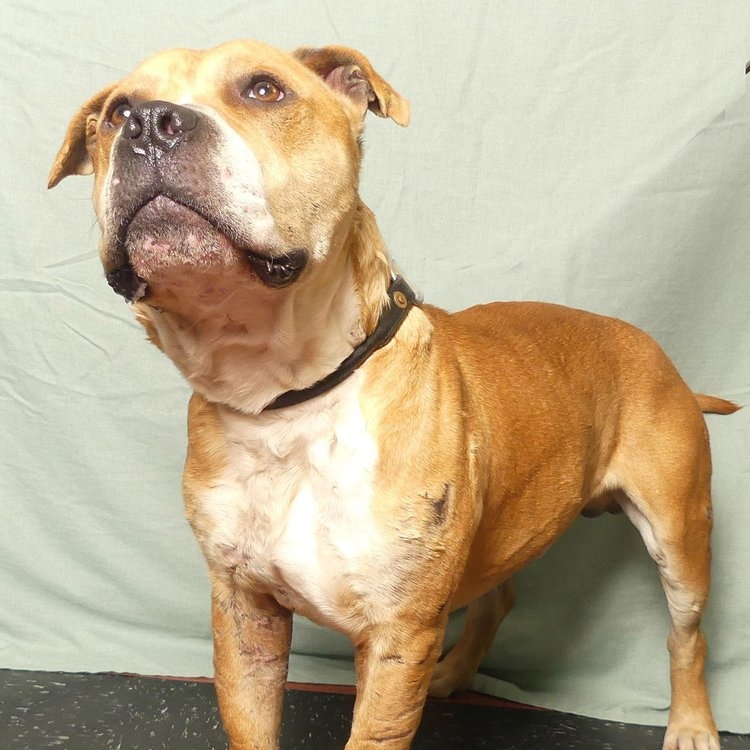 PACINO, a Adoptable mixed breed in Ukiah, CA image 1/5