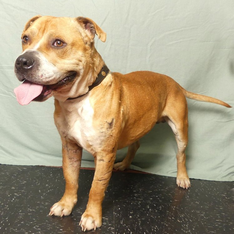 PACINO, Adoptable, Adult Male Pit Bull Terrier.