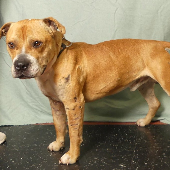 PACINO, a Adoptable mixed breed in Ukiah, CA image 3/5