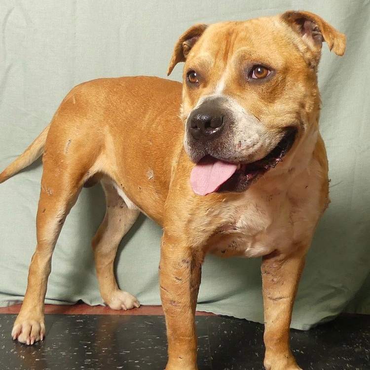 PACINO, a Adoptable mixed breed in Ukiah, CA image 4/5