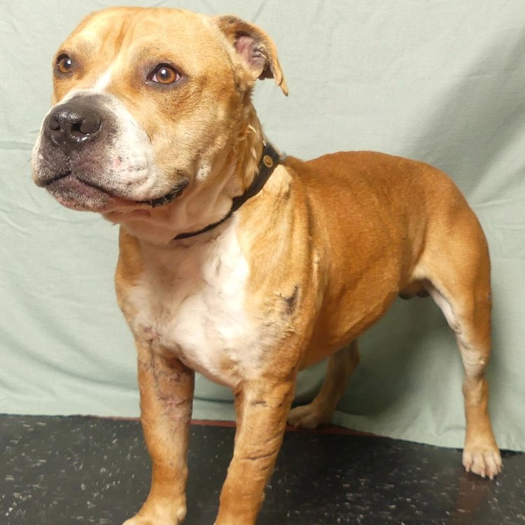 PACINO, a Adoptable mixed breed in Ukiah, CA image 5/5