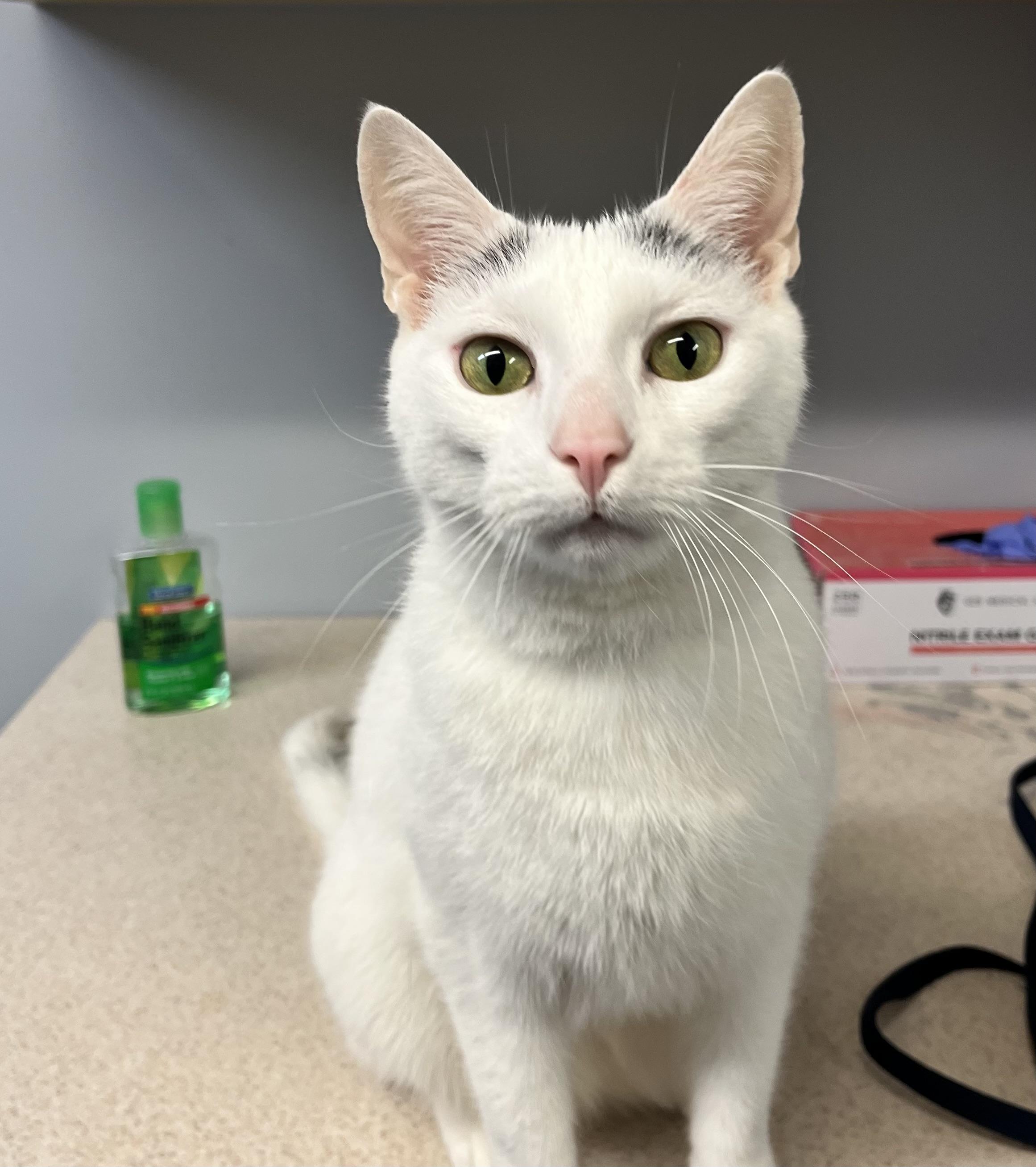 Pepper, adopted, Adult Male American Shorthair.