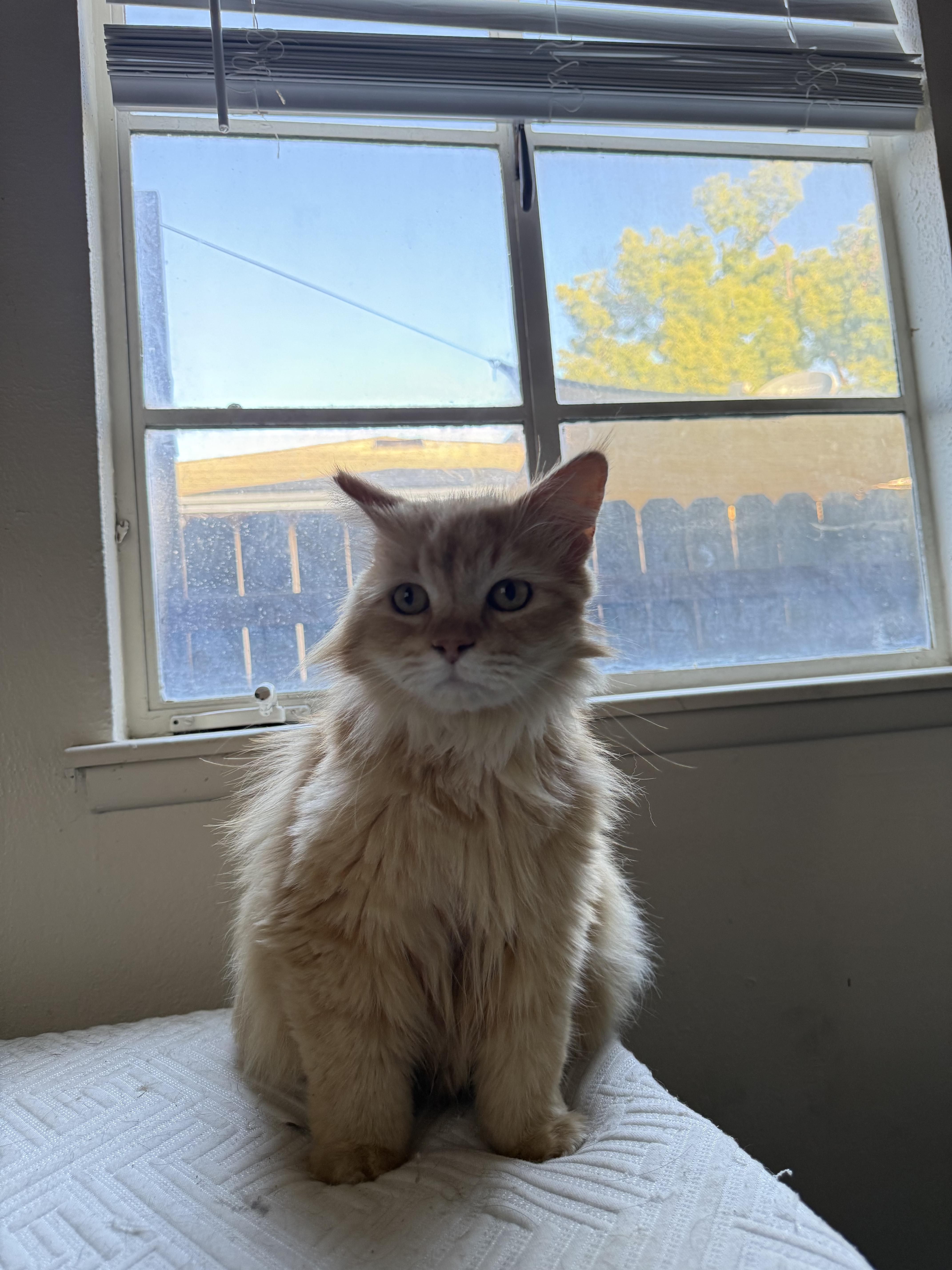 Enlarge Sugar, an adopted mixed breed in Fresno, CA image 3/6