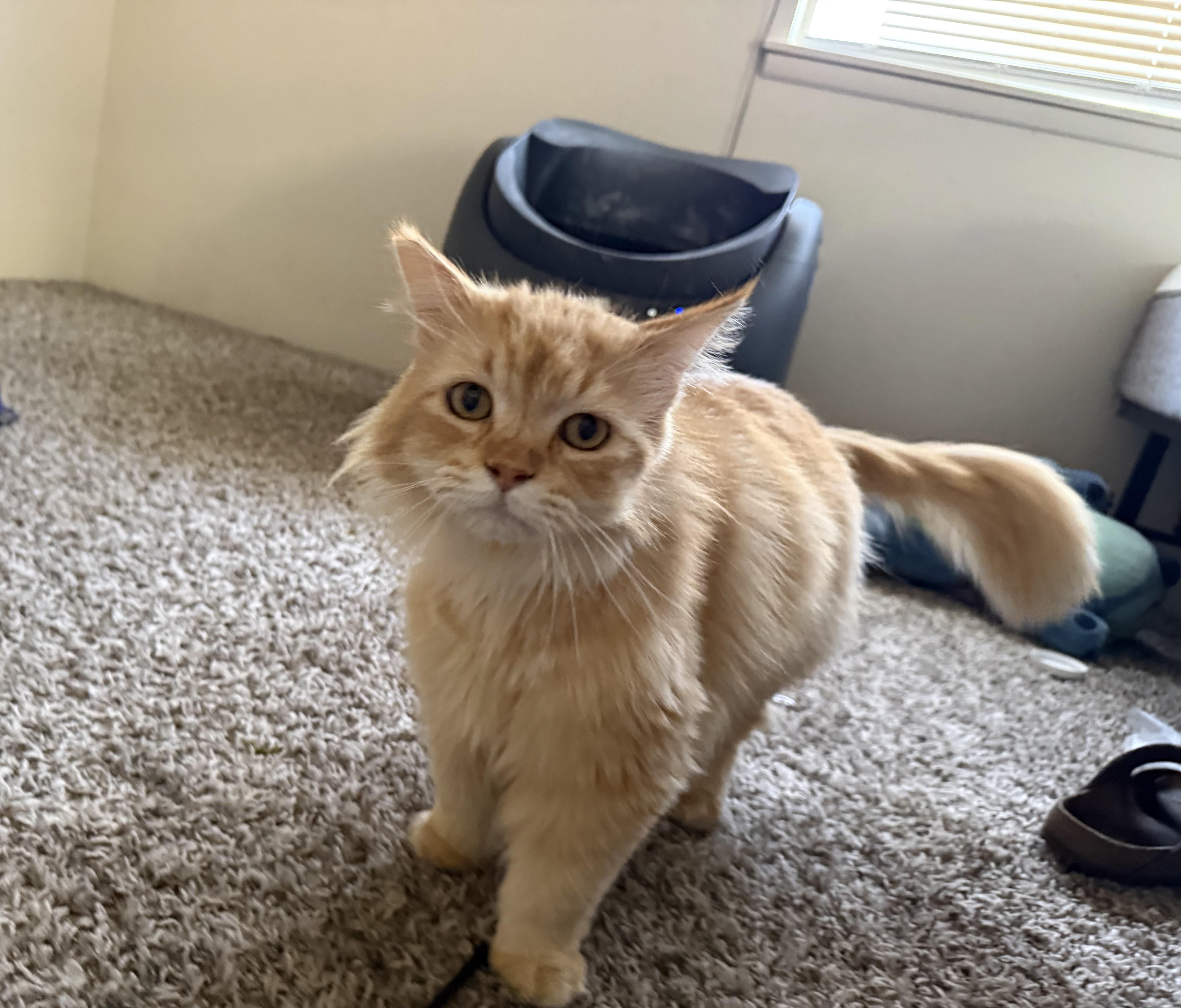 Sugar, adopted, Adult Male Maine Coon & Domestic Medium Hair.