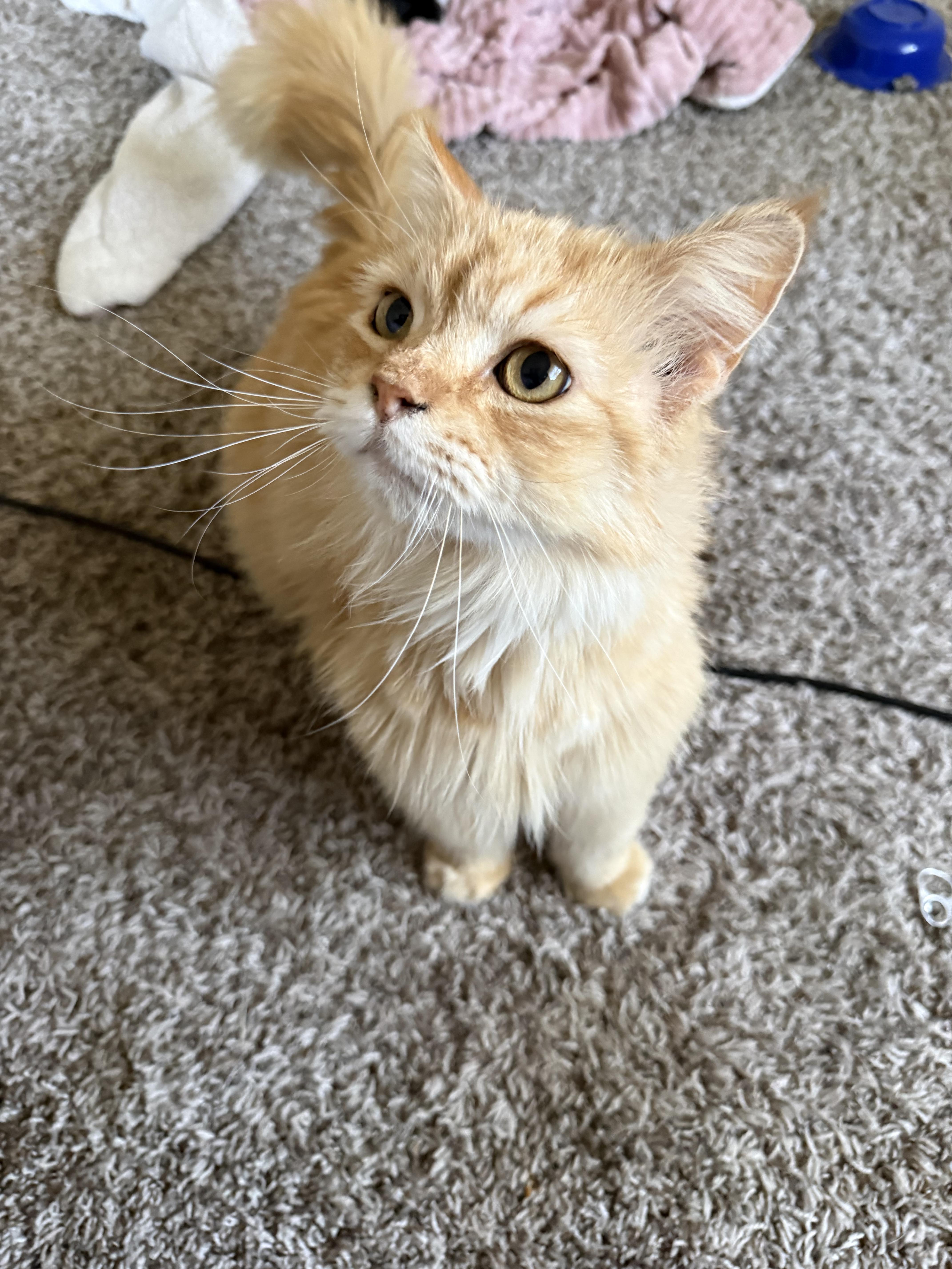 Enlarge Sugar, an adopted mixed breed in Fresno, CA image 4/6