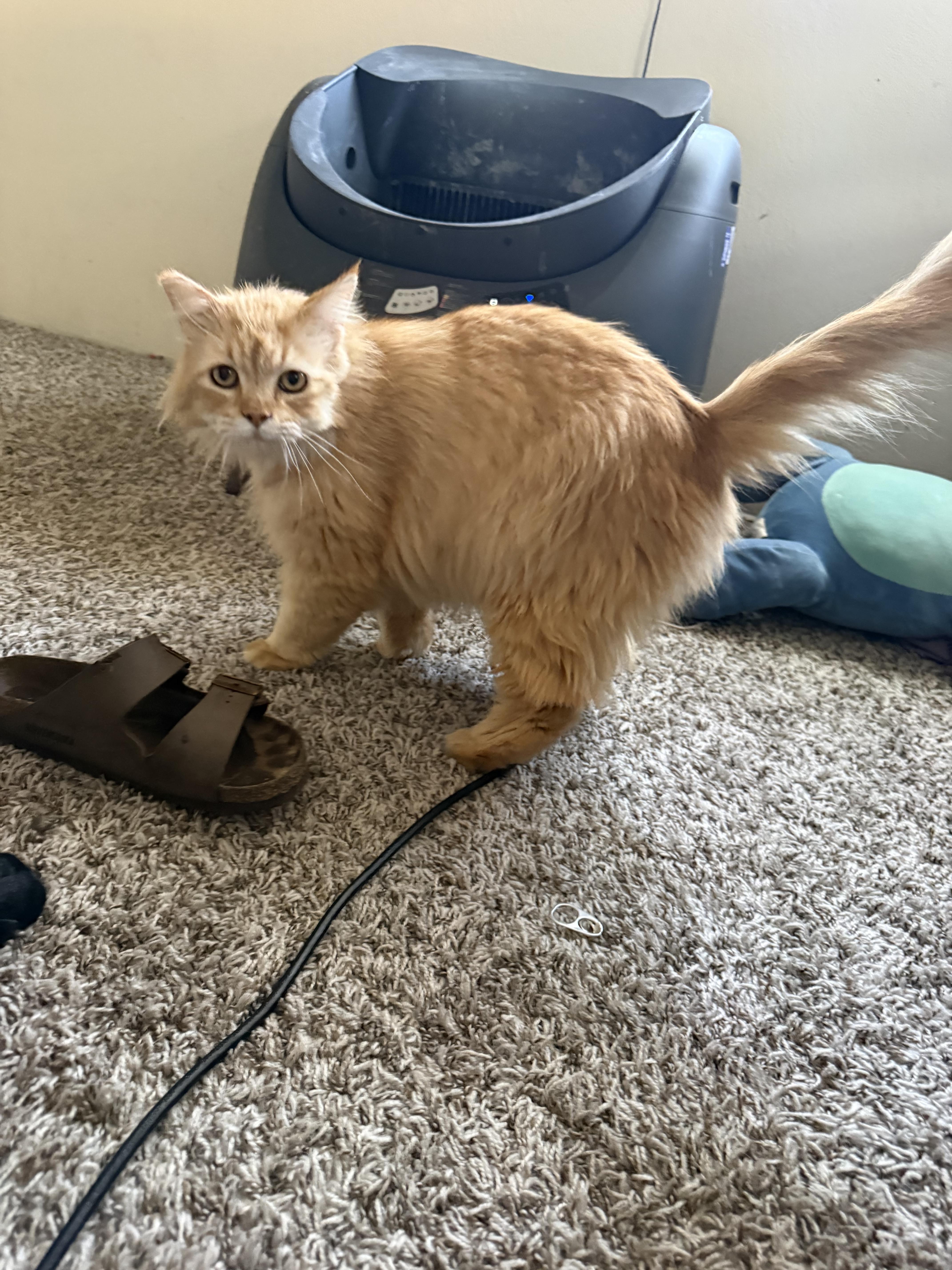 Enlarge Sugar, an adopted mixed breed in Fresno, CA image 5/6