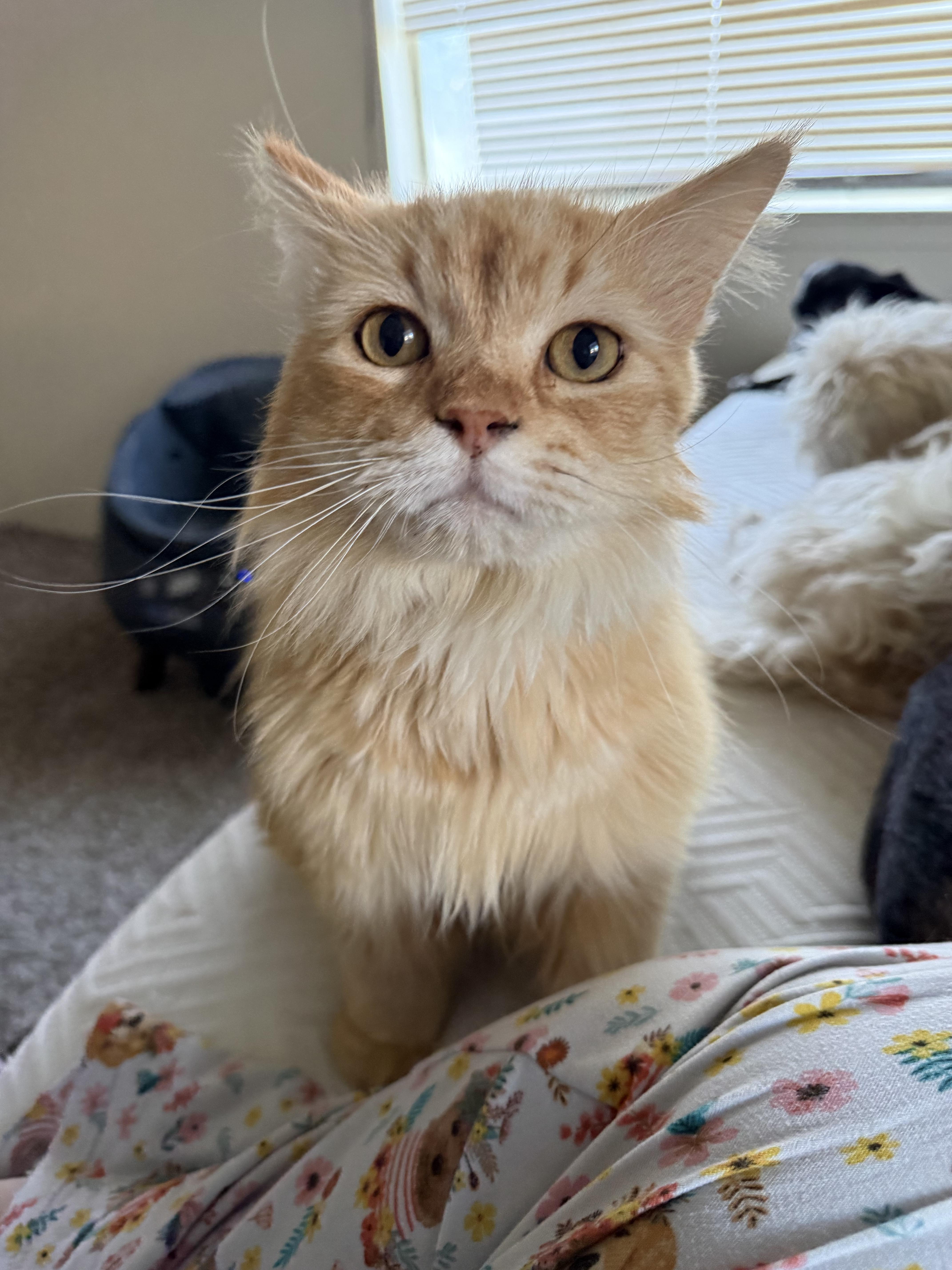 Enlarge Sugar, an adopted mixed breed in Fresno, CA image 6/6