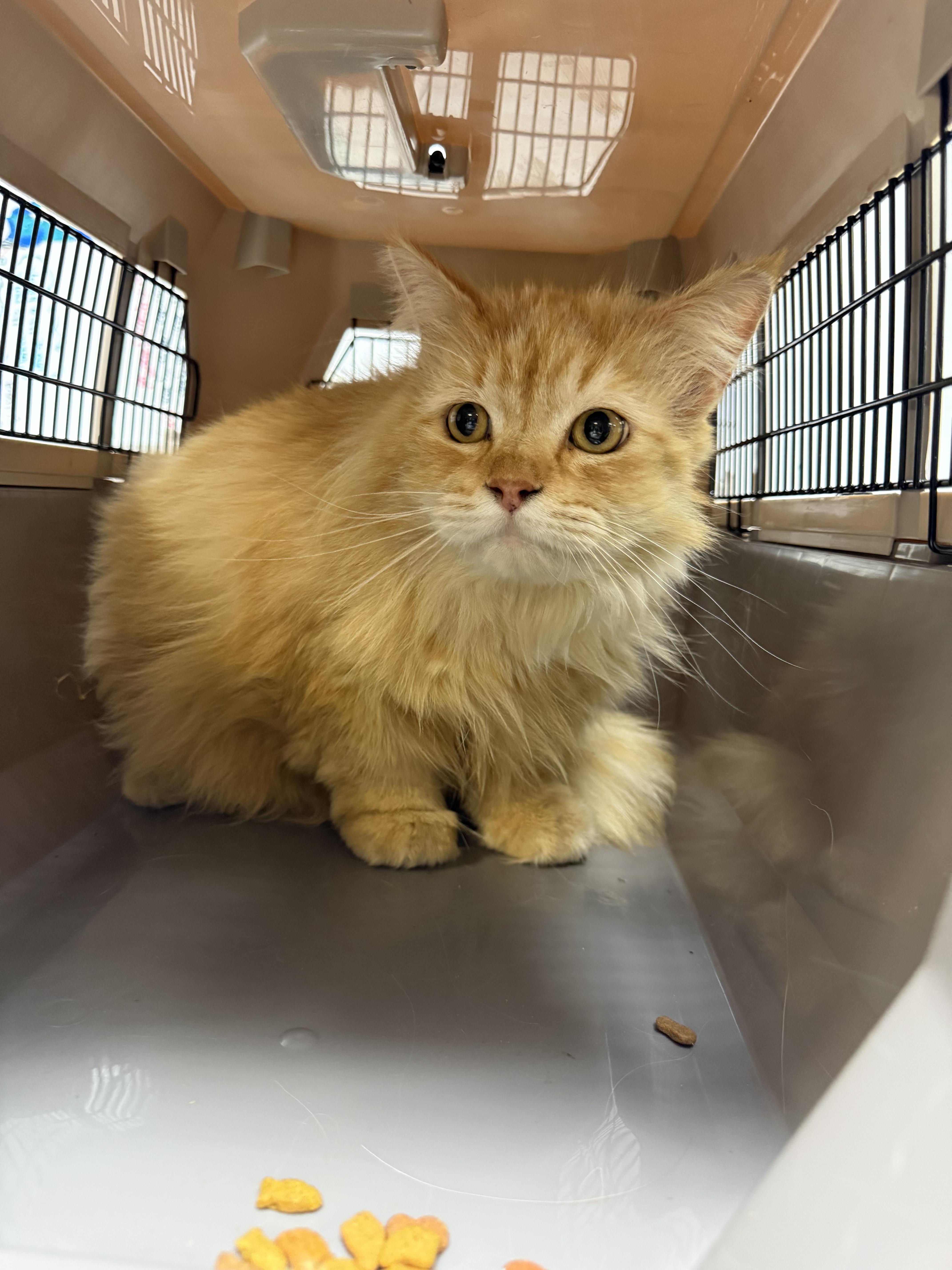 Enlarge Sugar, an adopted mixed breed in Fresno, CA image 2/6