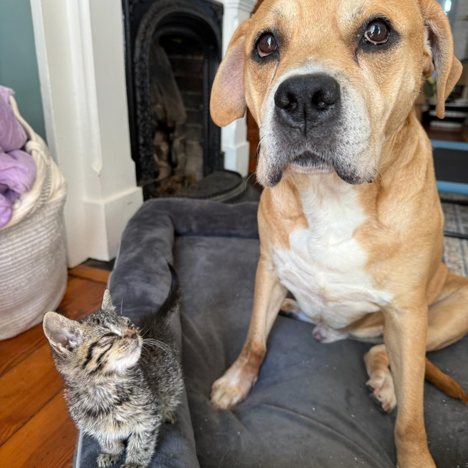 Enlarge Colt, a Adoptable Mixed Breed in Parkton, MD image 2/6