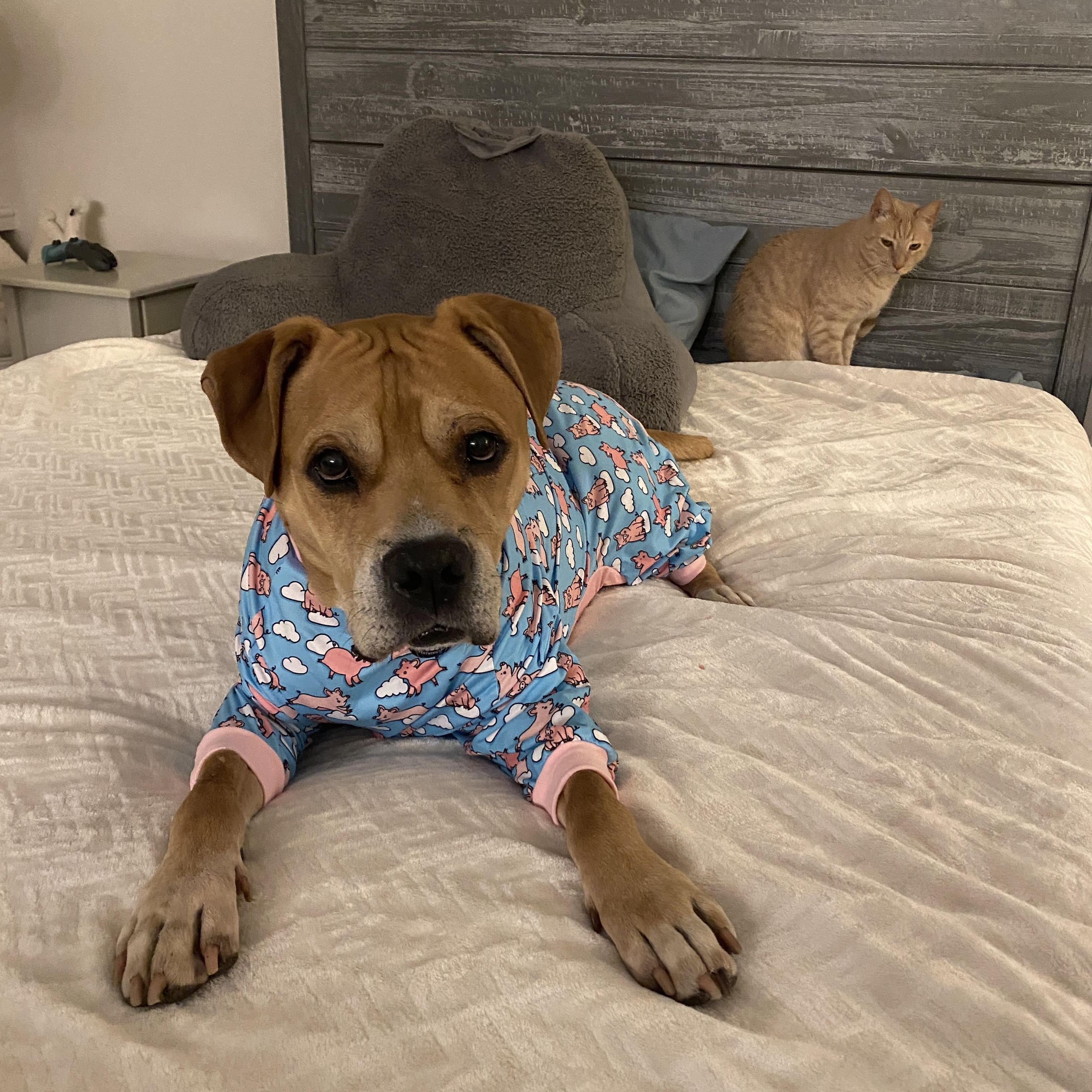 Enlarge Colt, a Adoptable Mixed Breed in Parkton, MD image 6/6