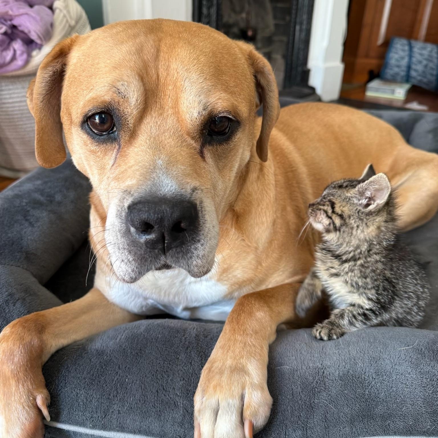 Colt, Adoptable, Senior Male Mixed Breed.