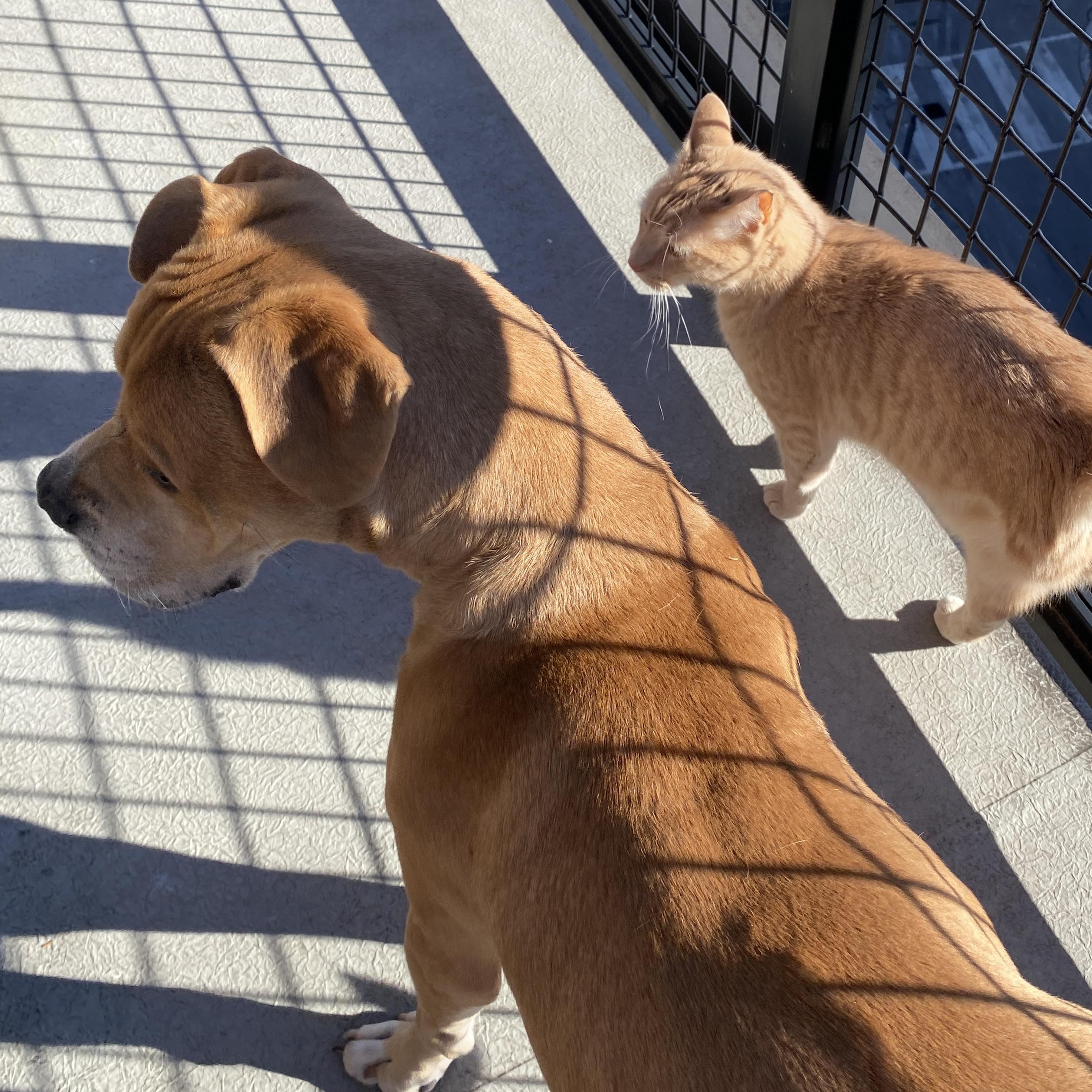 Enlarge Colt, a Adoptable Mixed Breed in Parkton, MD image 4/6