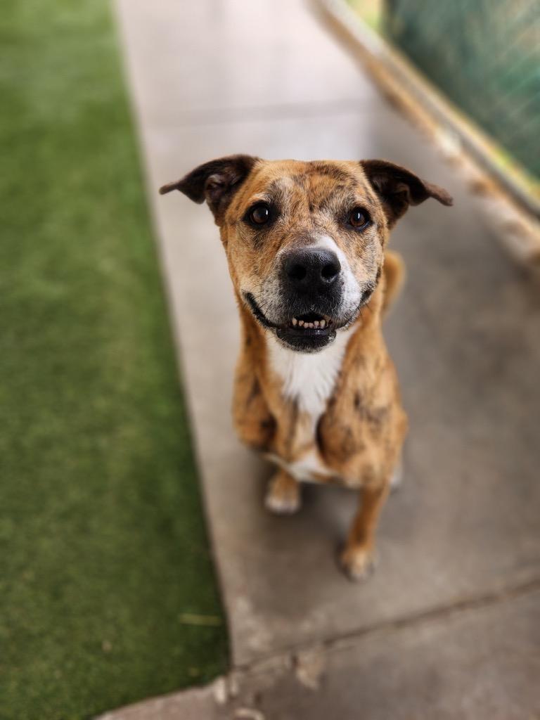 Tygra, a Adoptable mixed breed in Midland, TX image 1/6