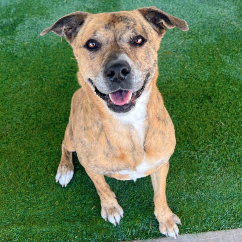 Tygra, a Adoptable mixed breed in Midland, TX image 1/6