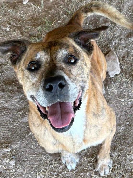 Tygra, a Adoptable mixed breed in Midland, TX image 3/6