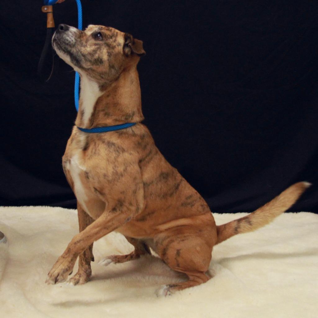Tygra, a Adoptable mixed breed in Midland, TX image 3/6