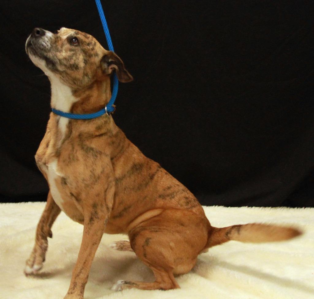 Tygra, a Adoptable mixed breed in Midland, TX image 4/6