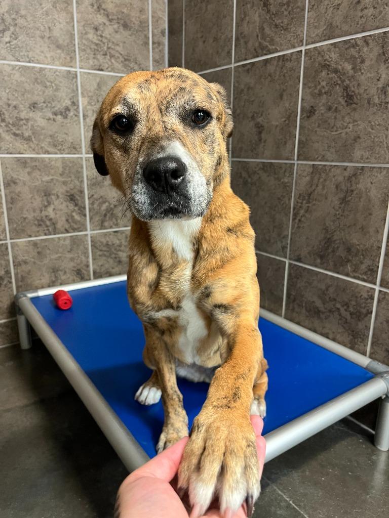 Tygra, a Adoptable mixed breed in Midland, TX image 6/6