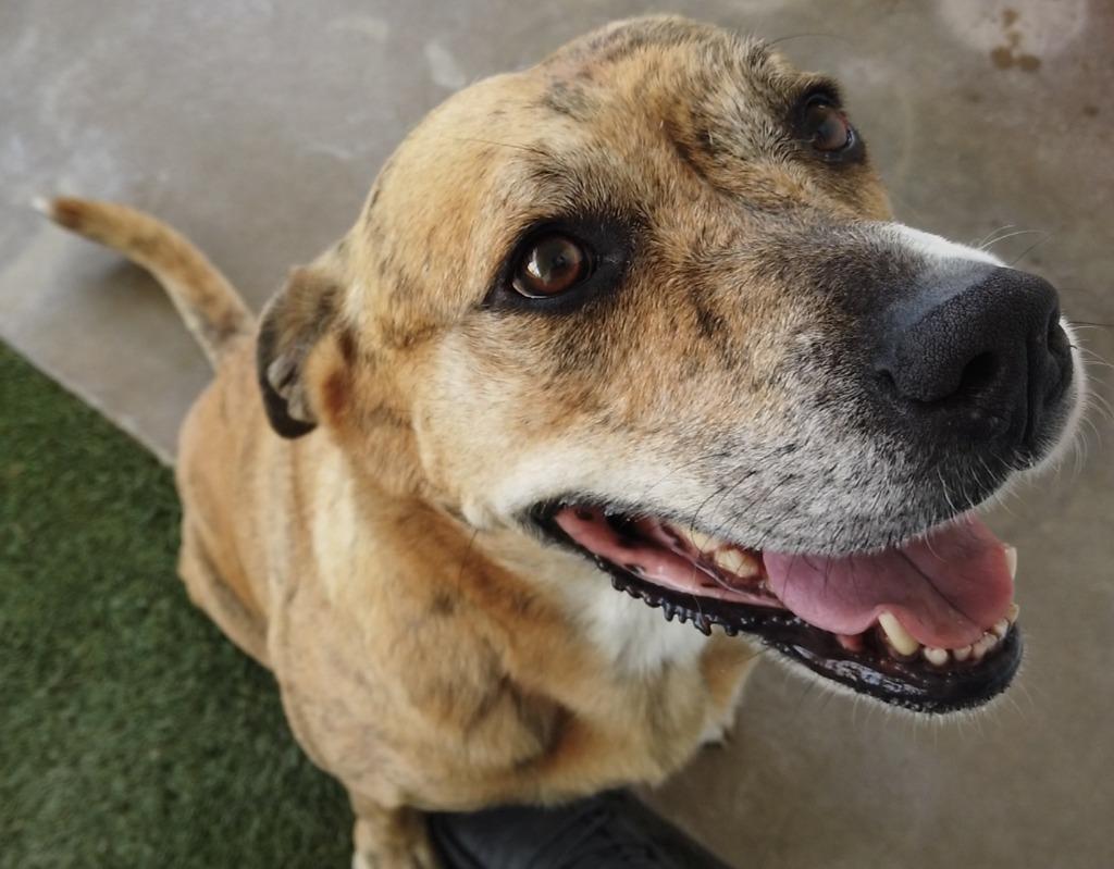 Tygra, a Adoptable mixed breed in Midland, TX image 5/6