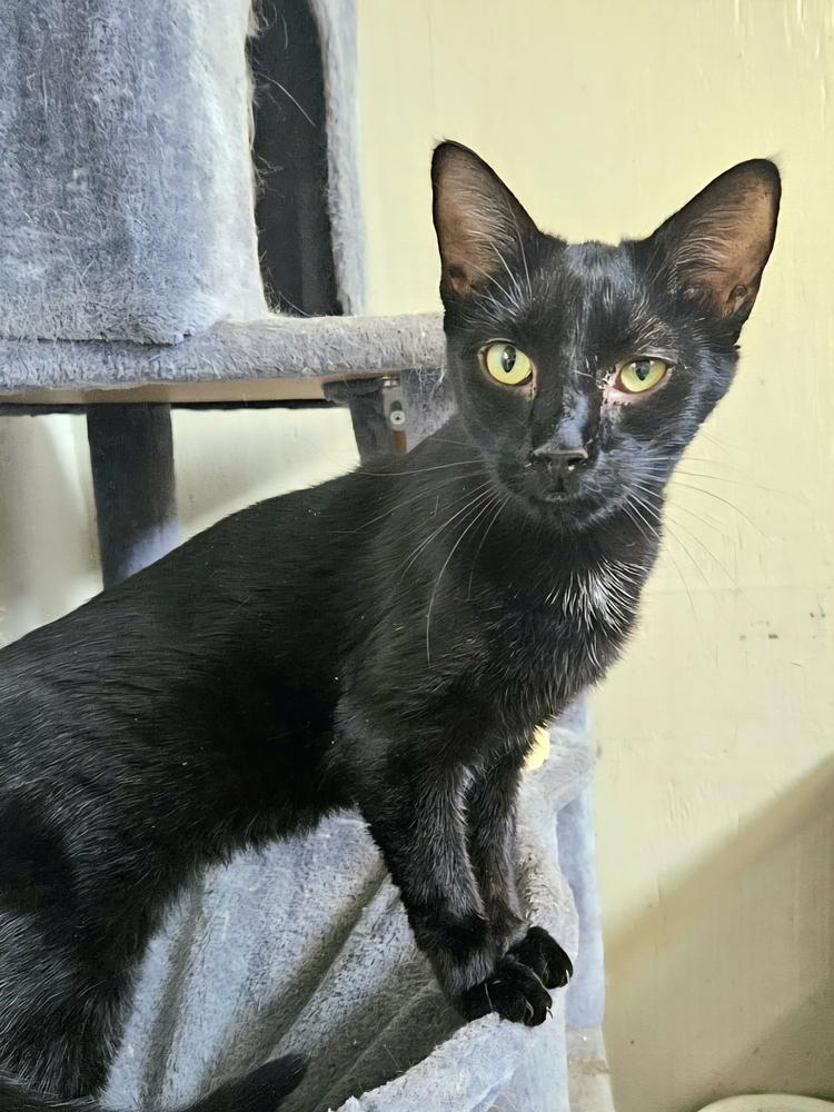 Enlarge Sammy, a Adoptable Domestic Short Hair in Wilson, NC image 1/2
