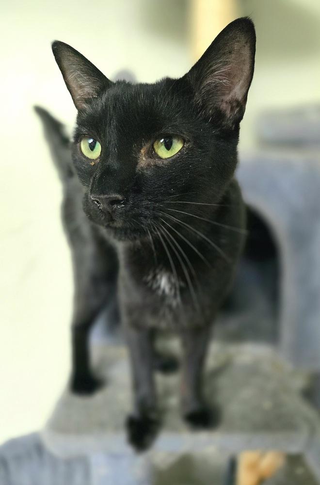 Enlarge Sammy, a Adoptable Domestic Short Hair in Wilson, NC image 2/2