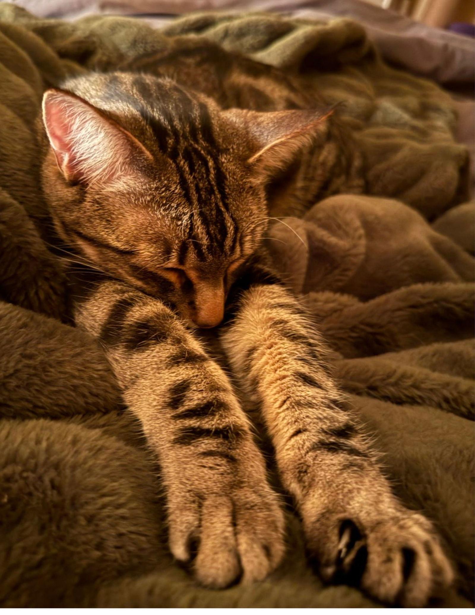 Poke`(FIV Positive), Adoptable, Adult Male Domestic Short Hair.