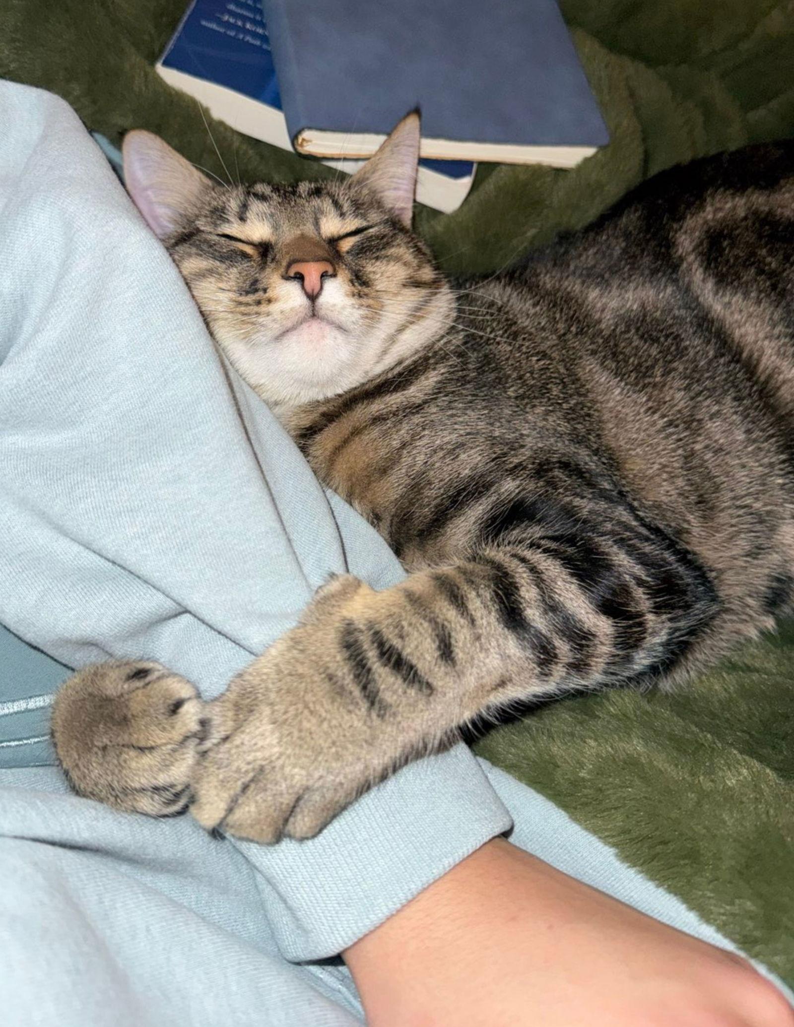 Poke`(FIV Positive), Adoptable, Adult Male Domestic Short Hair.