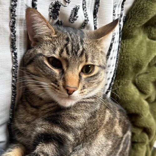 Enlarge Poke`(FIV Positive), a Adoptable Domestic Short Hair in Laramie, WY image 2/3