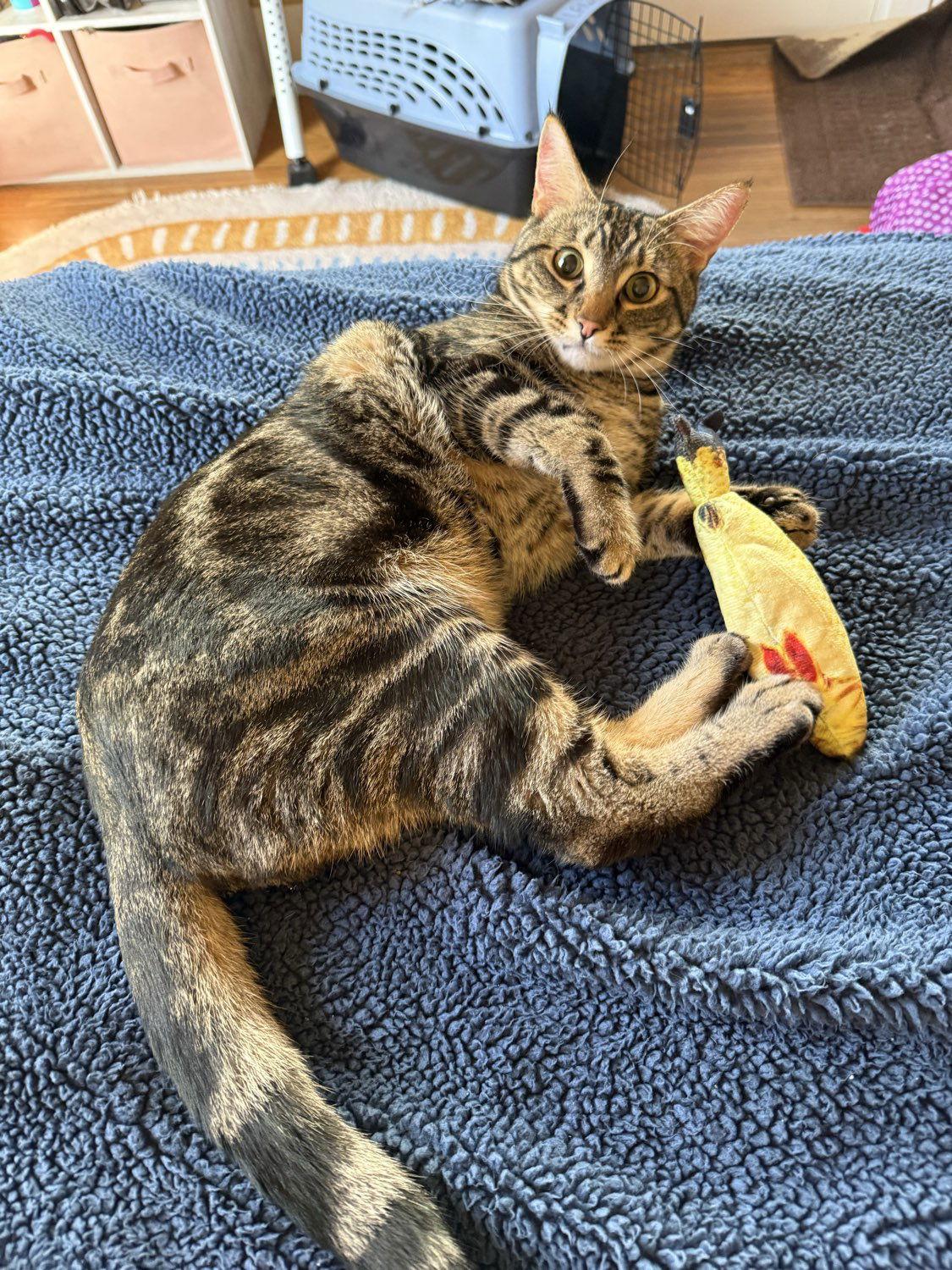 Enlarge Poke`(FIV Positive), a Adoptable Domestic Short Hair in Laramie, WY image 3/3