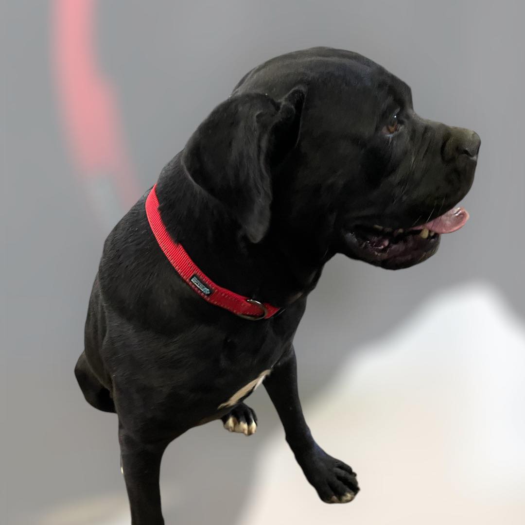 Lil' Mama, a Adoptable Cane Corso in Hopkinsville, KY image 3/3