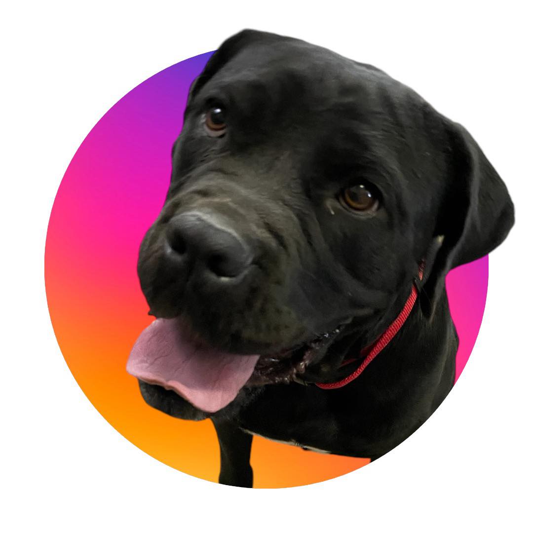 Lil' Mama, Adoptable, Young Female Cane Corso.