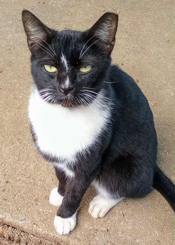 Vergo, Adoptable, Adult Male Domestic Short Hair.