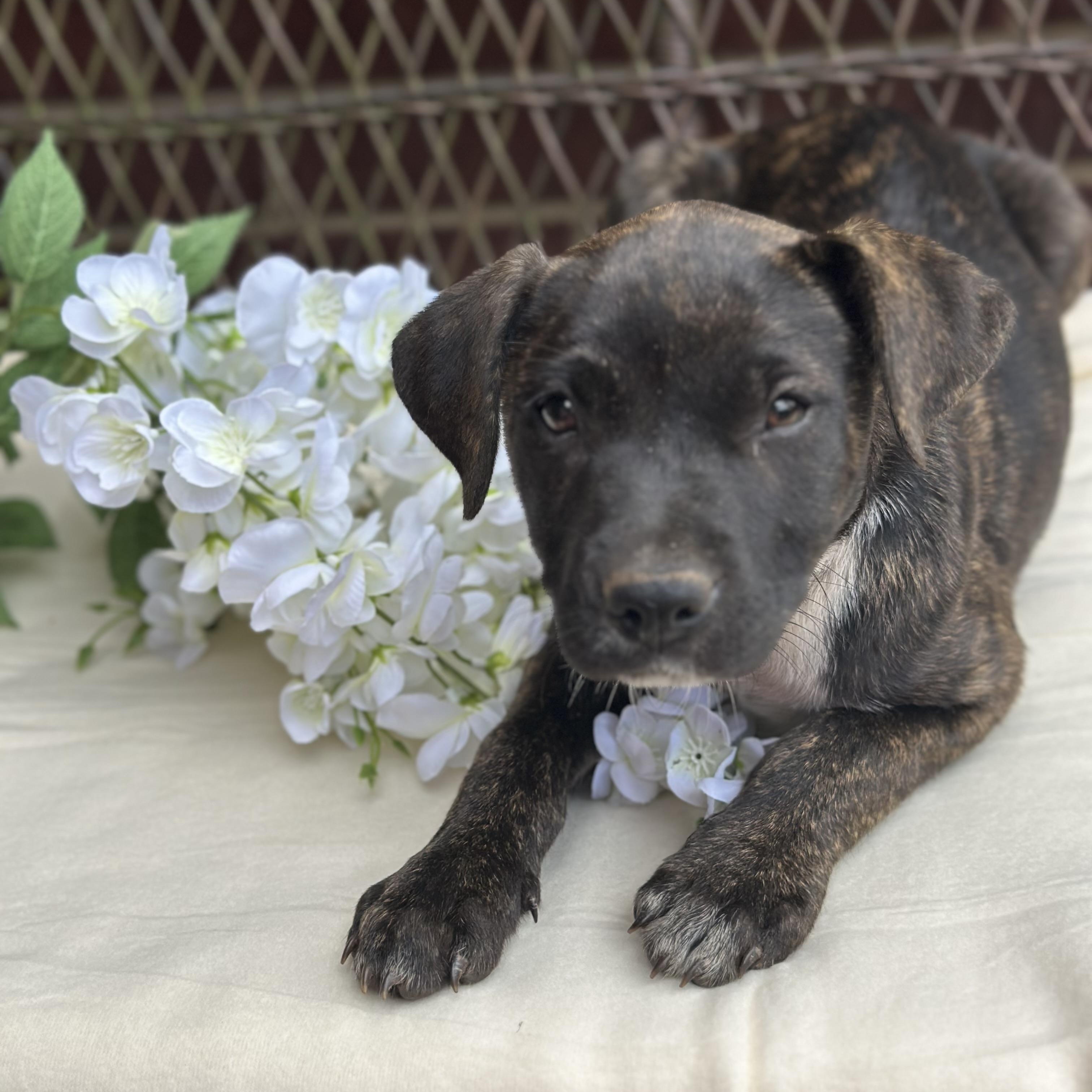 Mellie, Baby Female Plott Hound