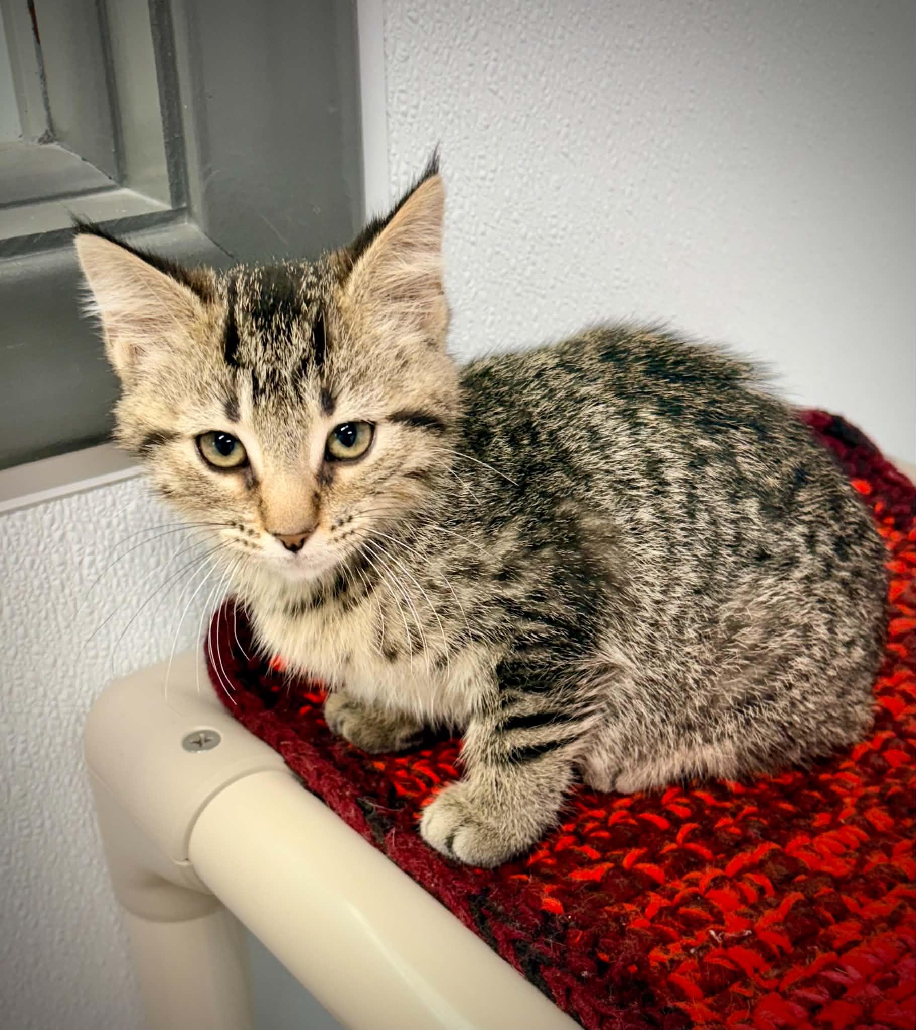 Mushu, ADOPTABLE, Kitten Male Domestic Short Hair.