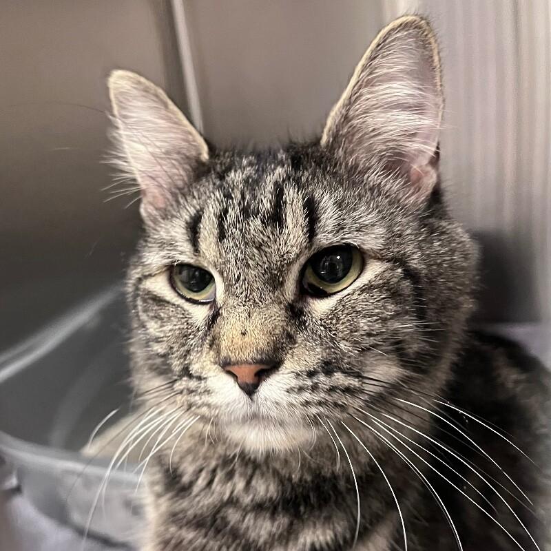 Enlarge Mama, a Adoptable Domestic Long Hair in Yankton, SD image 1/2