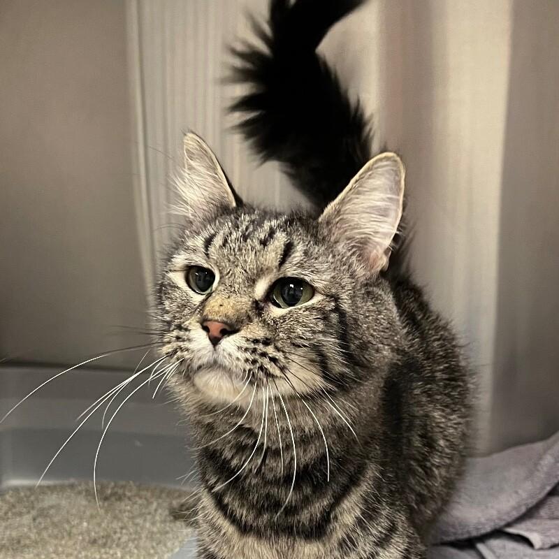 Enlarge Mama, a Adoptable Domestic Long Hair in Yankton, SD image 2/2