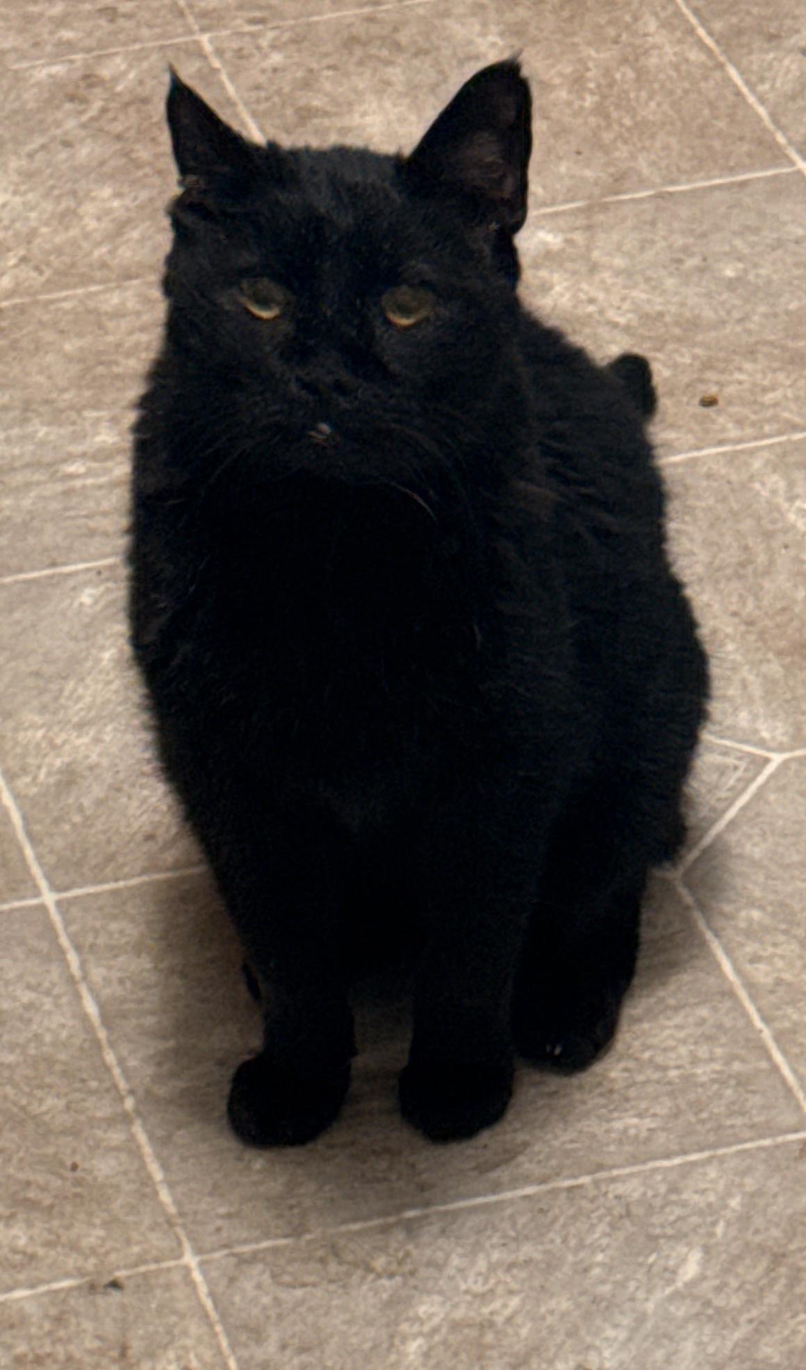 Buddy, ADOPTABLE, Senior Male Domestic Short Hair.