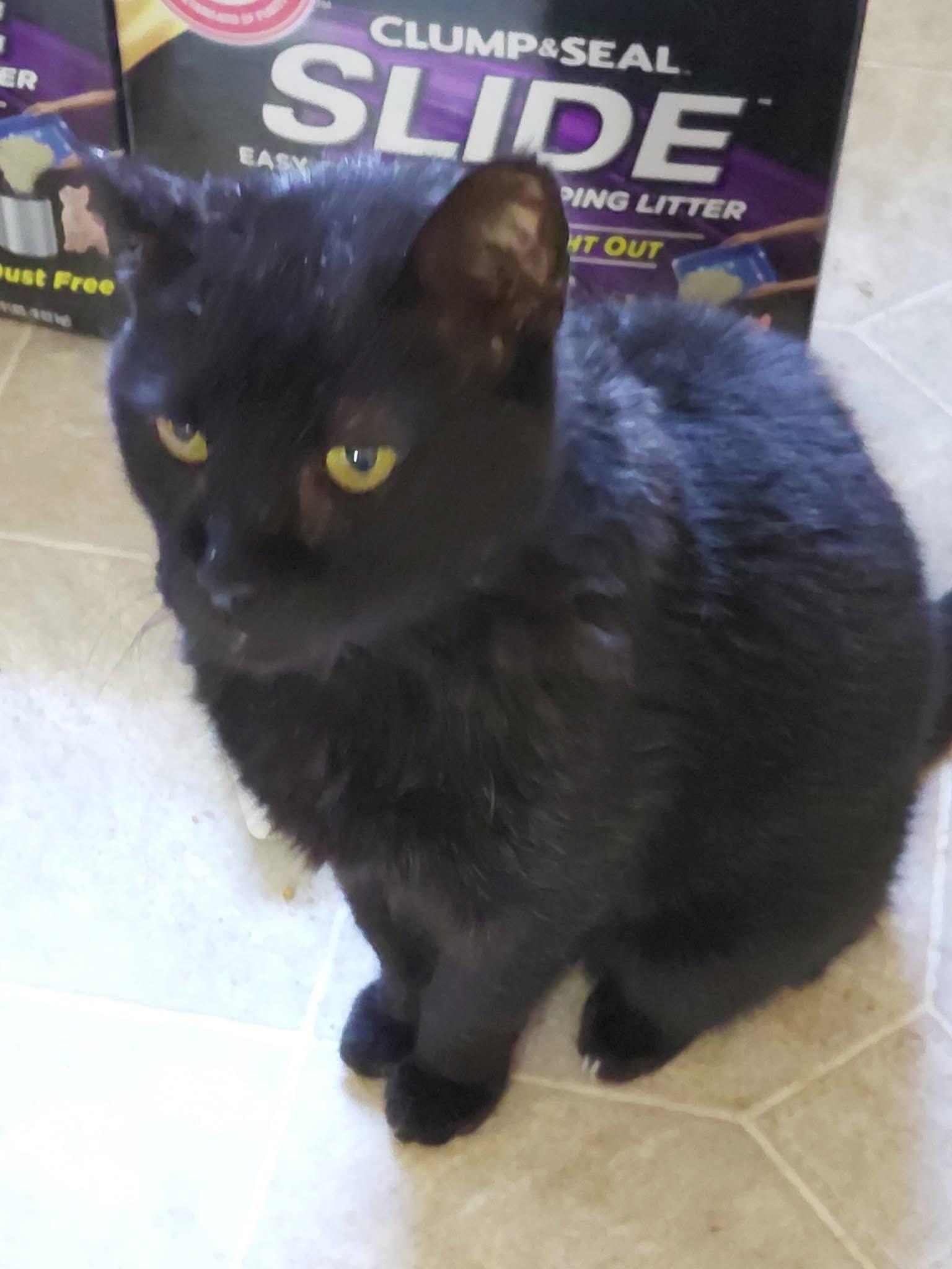 Enlarge Buddy, a ADOPTABLE mixed breed in Andersonville, TN image 2/2