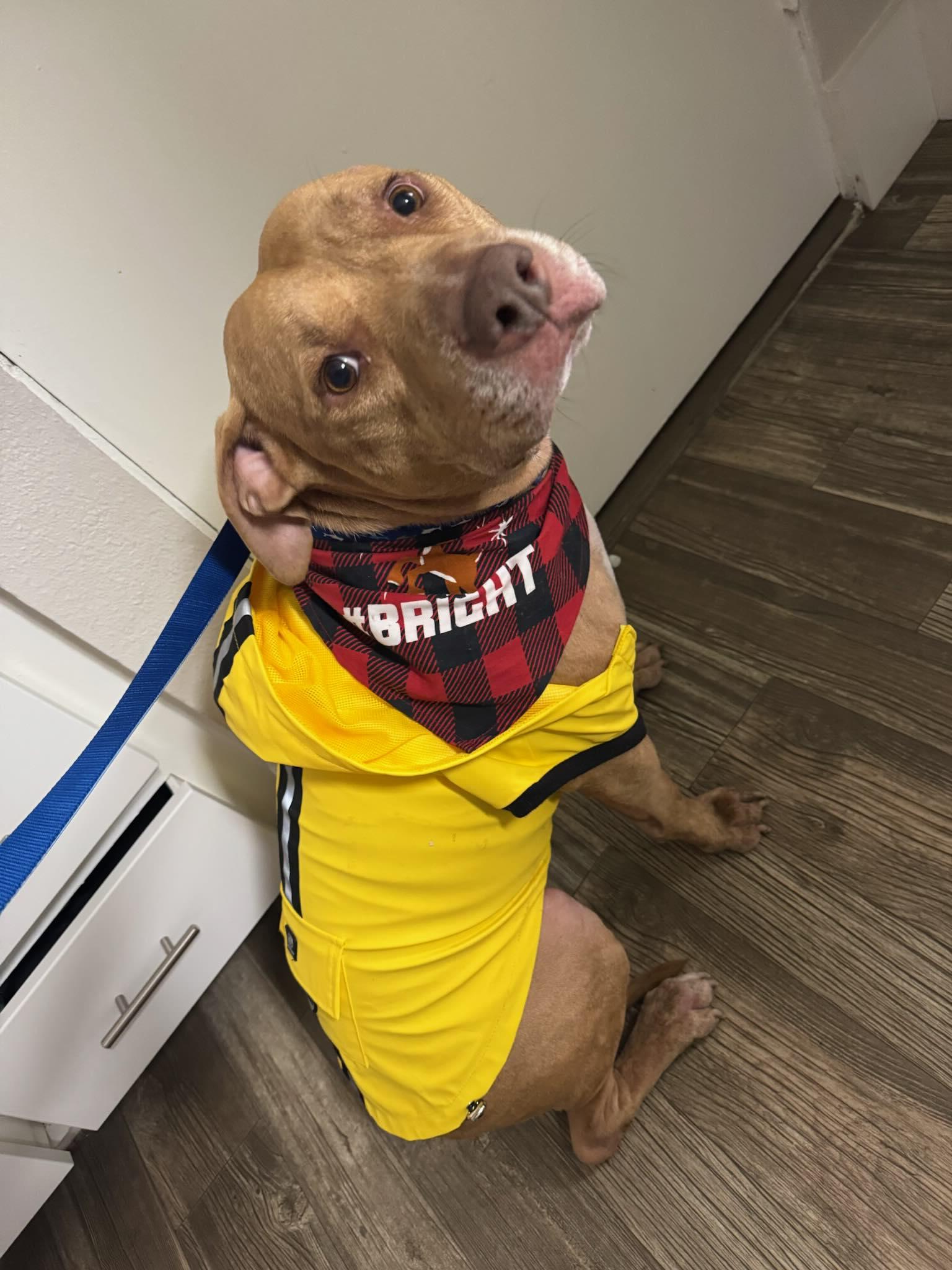 Munchkin, Adoptable, Adult Male Pit Bull Terrier.