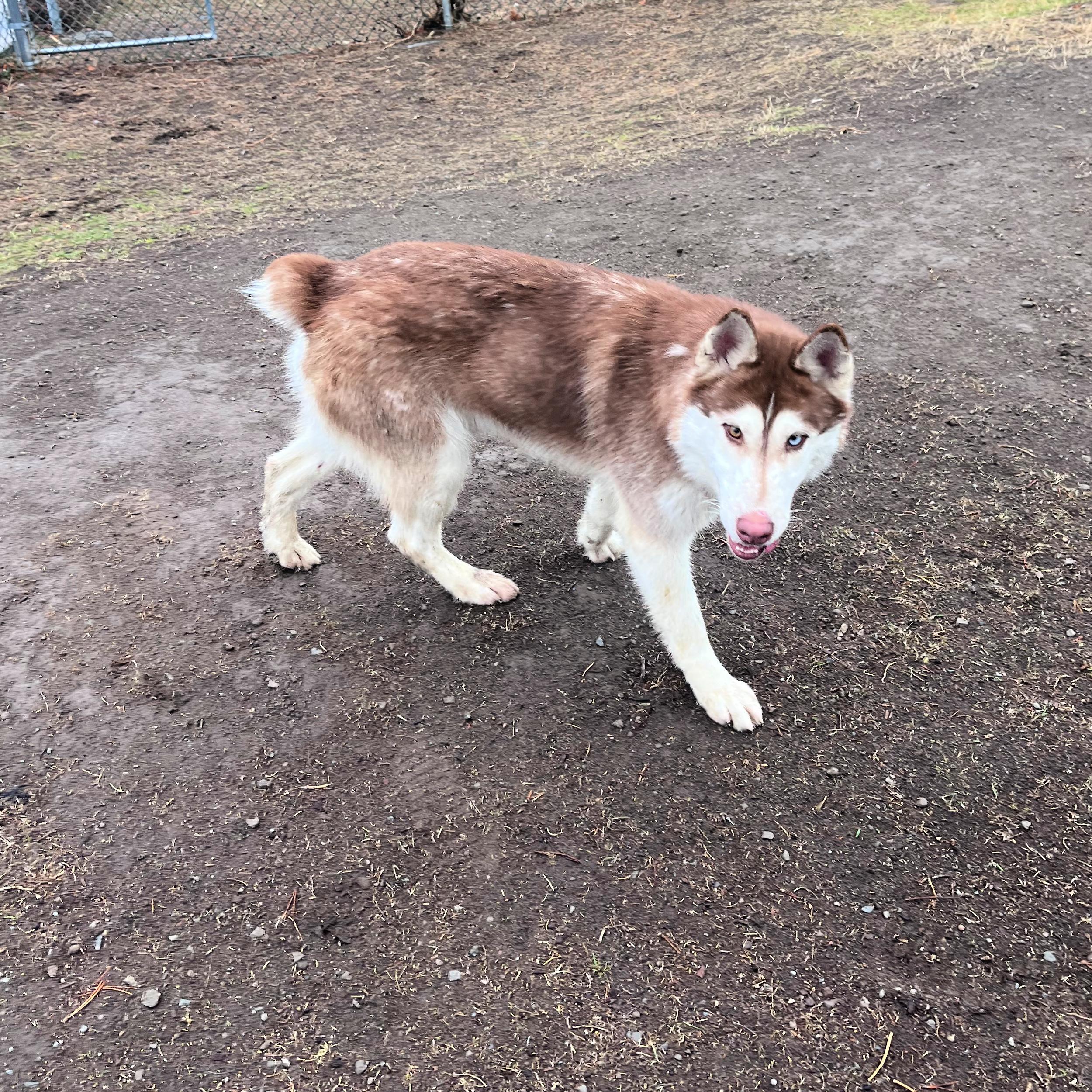 Enlarge Bob, an adopted mixed breed in Lindon, UT image 4/6