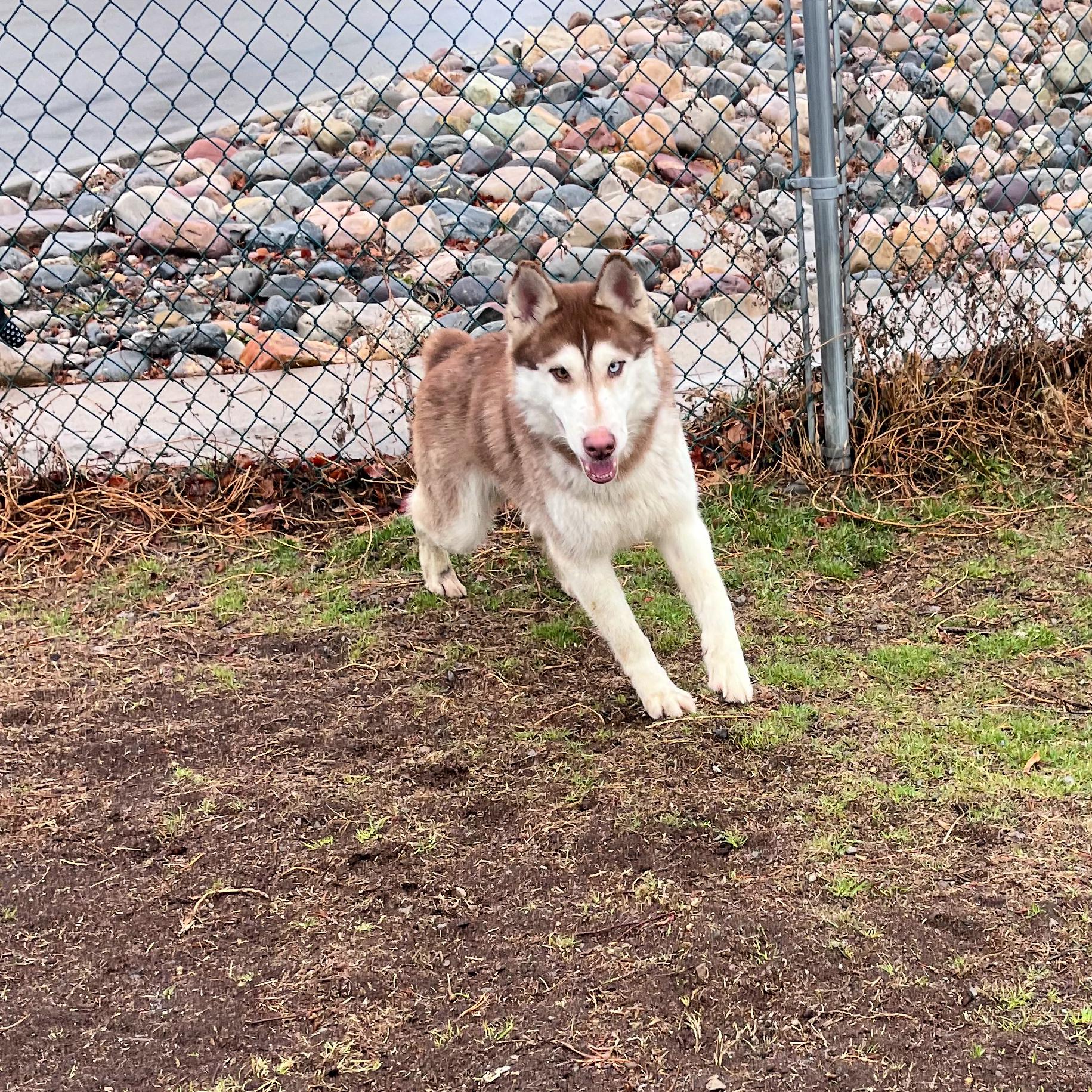 Enlarge Bob, an adopted mixed breed in Lindon, UT image 2/6
