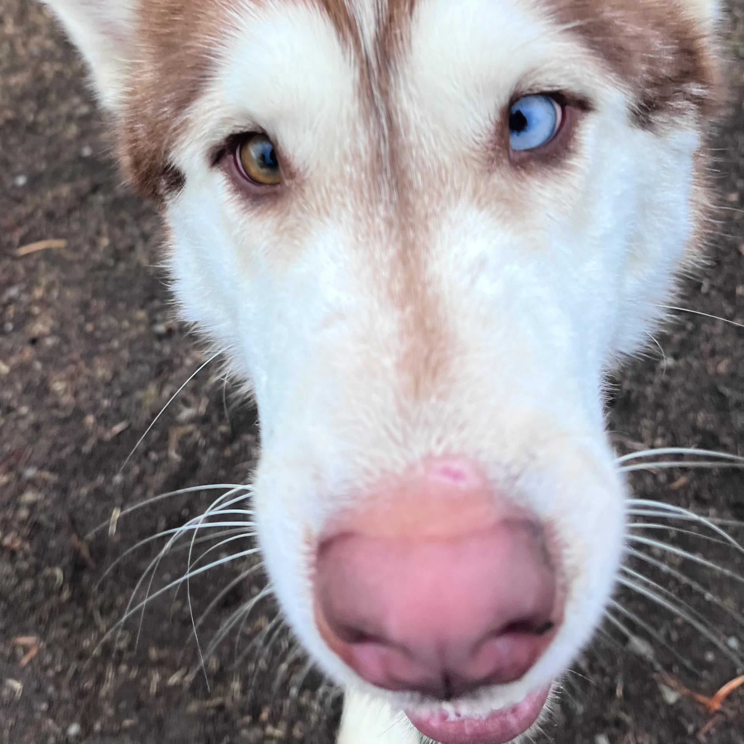 Enlarge Bob, an adopted mixed breed in Lindon, UT image 5/6