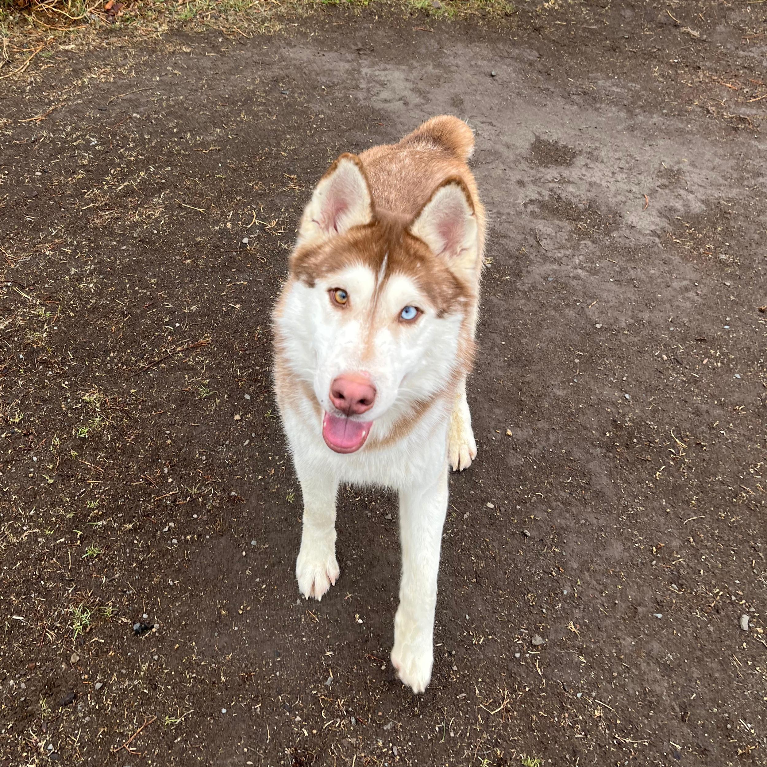 Enlarge Bob, an adopted mixed breed in Lindon, UT image 3/6