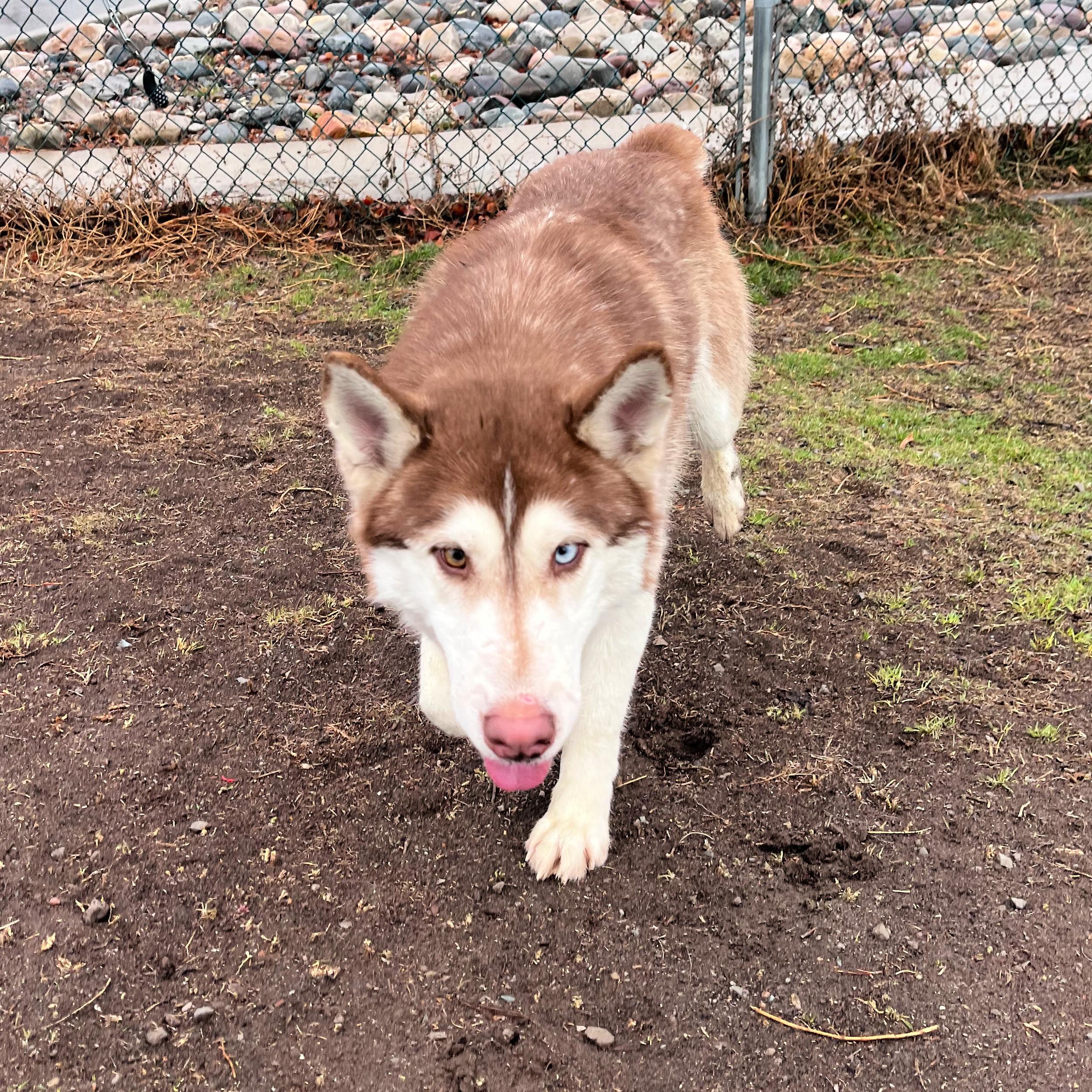 Enlarge Bob, an adopted mixed breed in Lindon, UT image 6/6