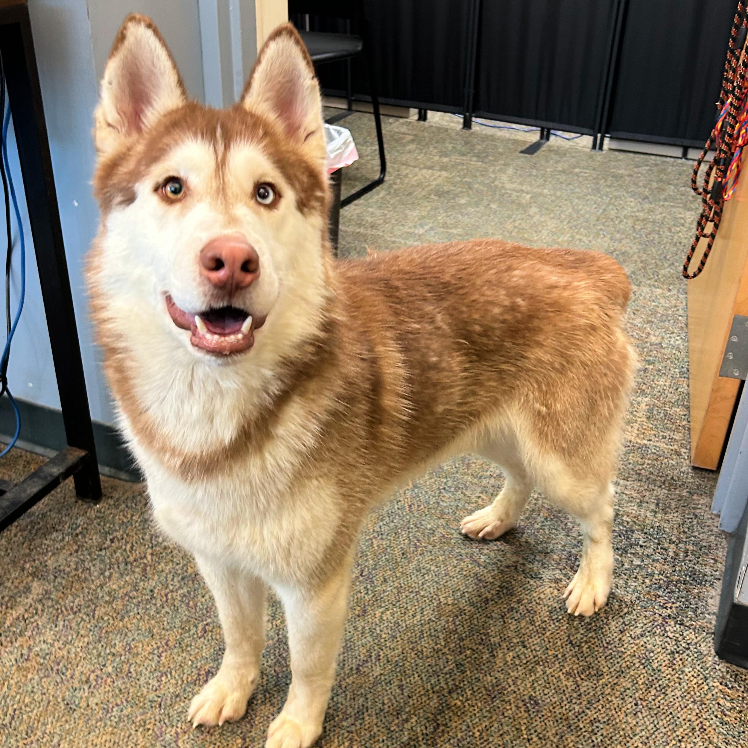 Enlarge Bob, an adopted mixed breed in Lindon, UT image 1/6