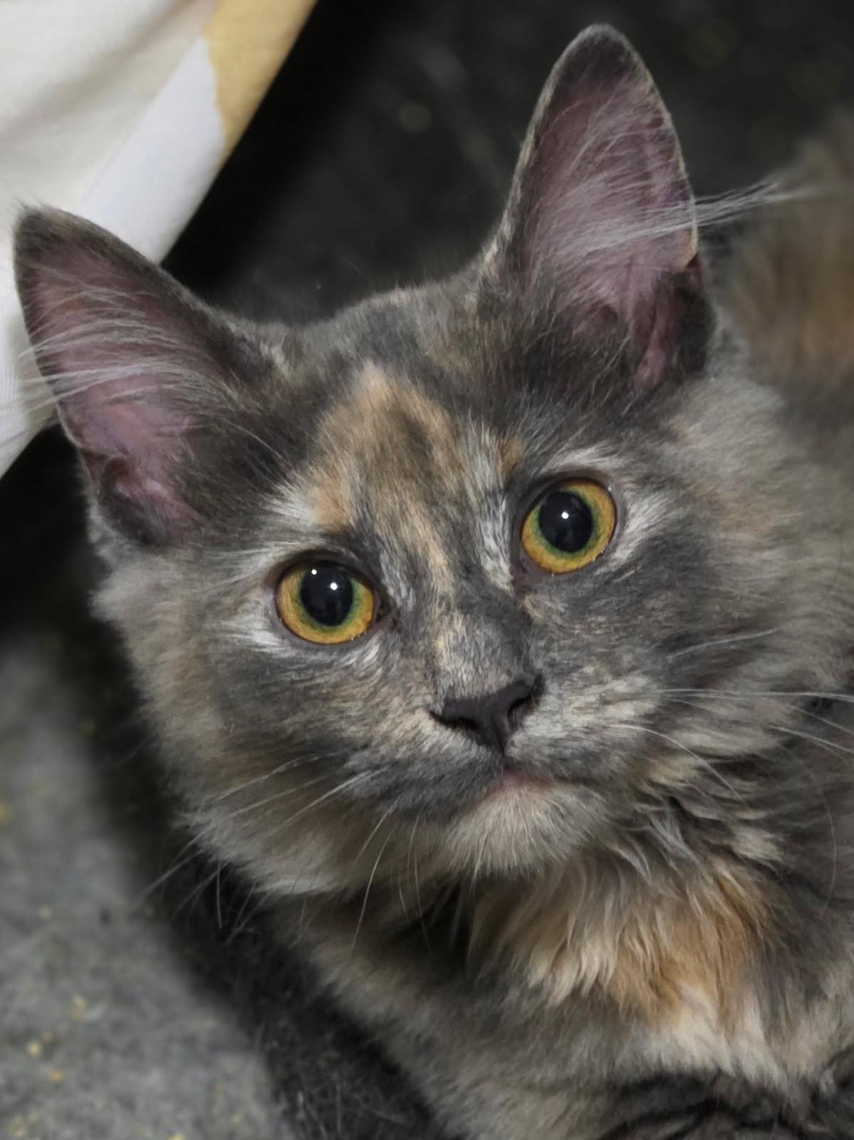 Enlarge Delaney, a Adoptable mixed breed in Johnson City, TN image 1/4