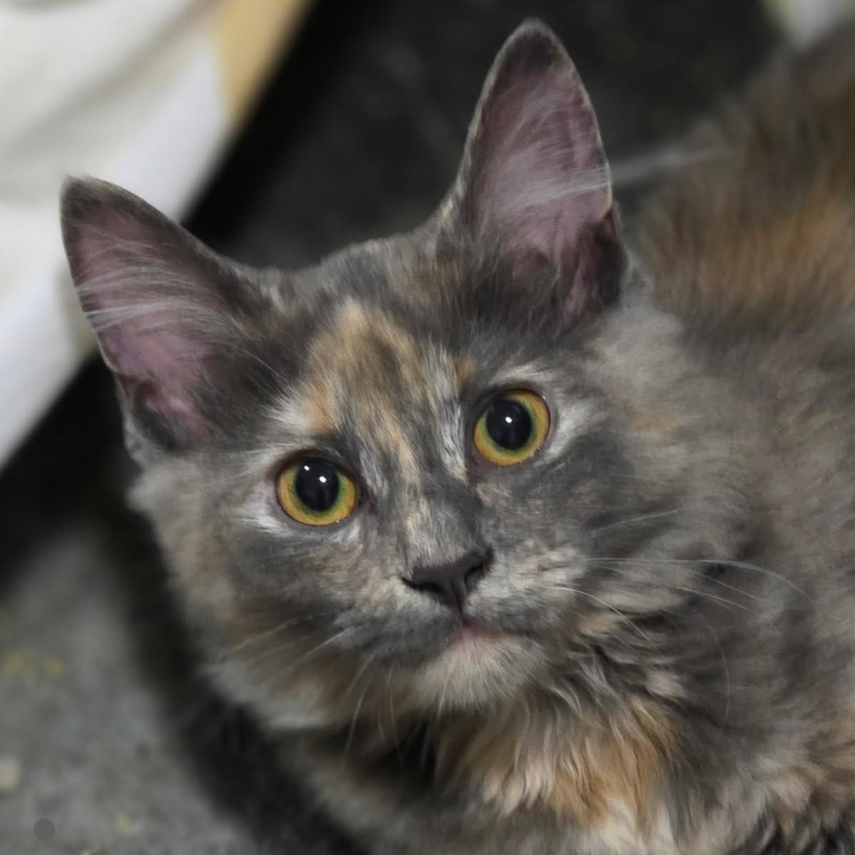 Enlarge Delaney, a Adoptable mixed breed in Johnson City, TN image 2/4