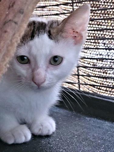 Skittles, a Adoptable Tabby in Rutherfordton, NC image 1/3