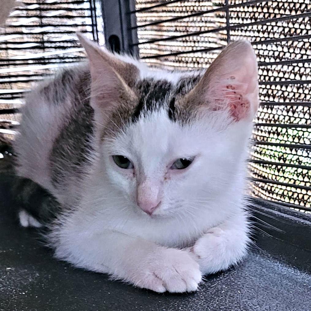 Skittles, a Adoptable Tabby in Rutherfordton, NC image 2/3